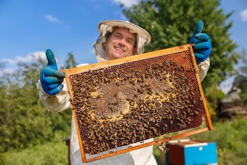 Hollow Hill Farm landscape supporting pollinators in County Clare